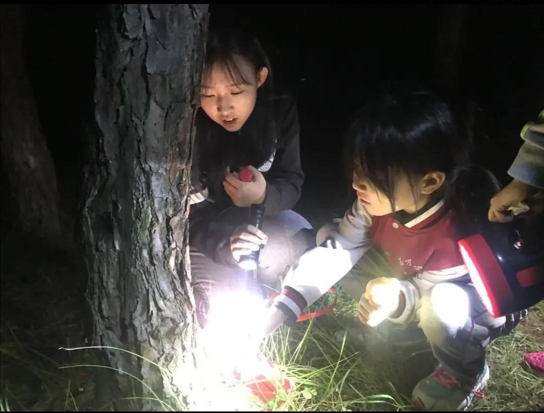 丽水知了每斤卖400元,丽水市民抓知了卖260元一斤