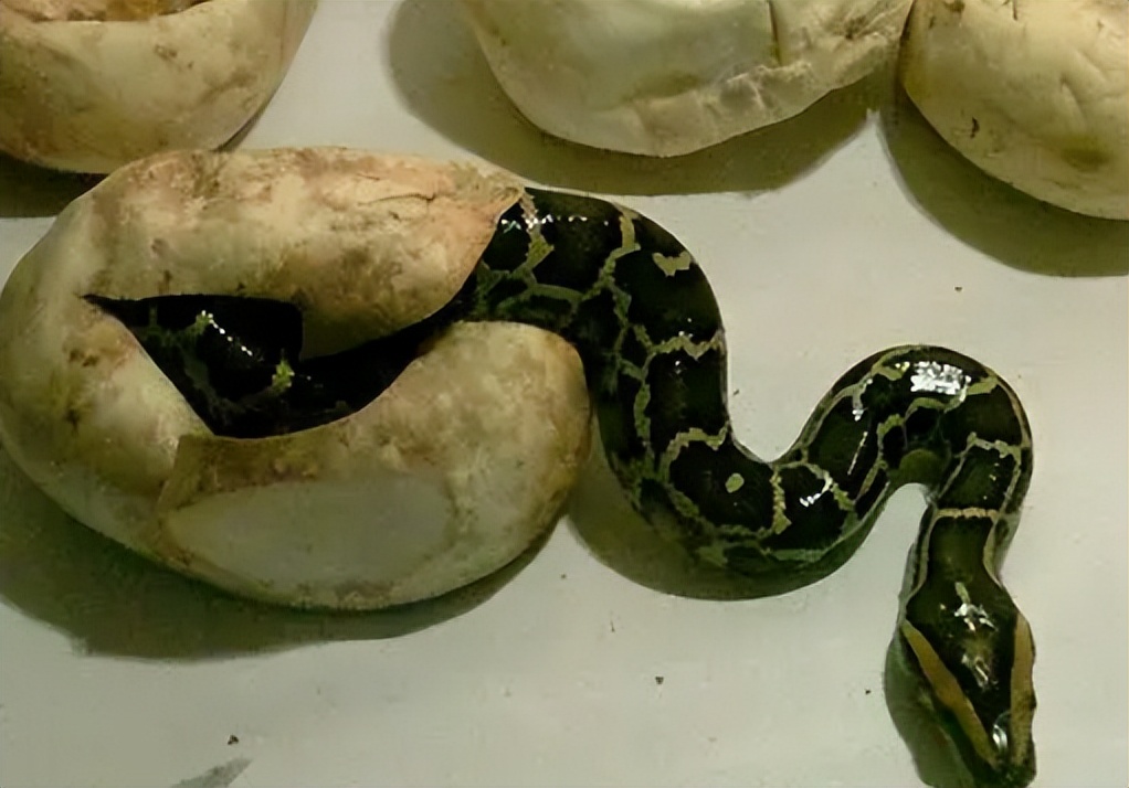 96年海南巨蟒,96年海南巨蟒事件真实情况