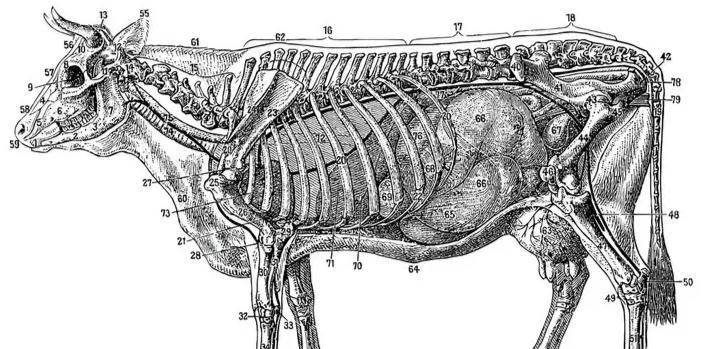 在牛身上掏个洞牛不会痛吗,牛为什么会在身上打洞