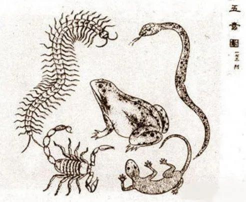 壁虎为什么会被称为五毒,壁虎为什么被称为五毒之一