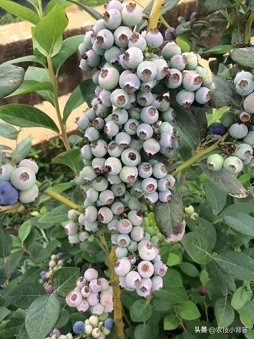 蓝莓大棚无土栽培技术,蓝莓基质栽培水肥一体