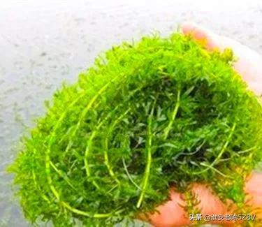 伊乐藻水草挂脏处理方法,龙虾塘伊乐藻有虫怎么处理