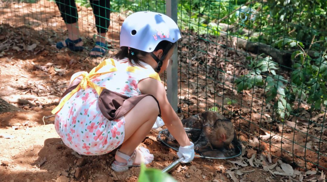 端午假期光明活动超精彩！音乐live、摘荔枝、包粽子……等你解锁！