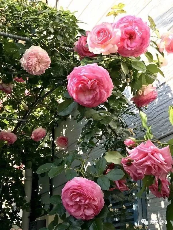 鏃ユ湰绉佷汉鏈堝鑺卞洯搴櫌,鎴戝湪鏃ユ湰