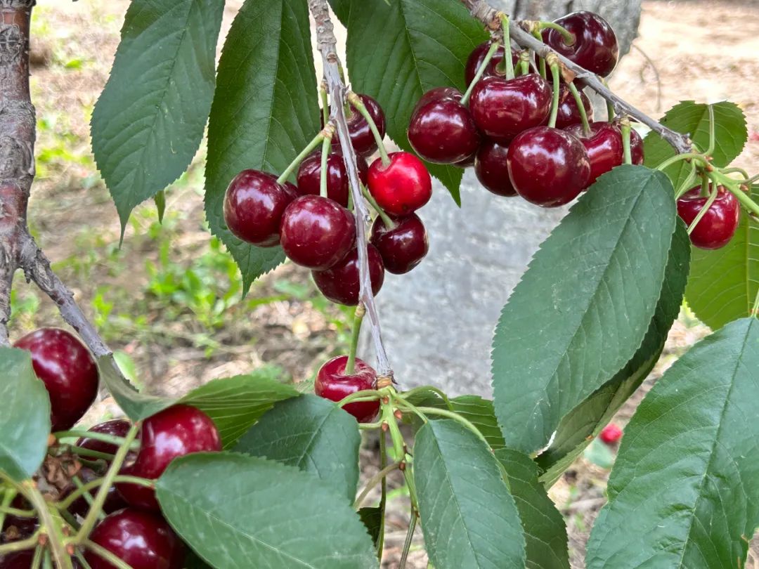 北京昌平樱桃采摘园,京郊樱桃采摘推荐