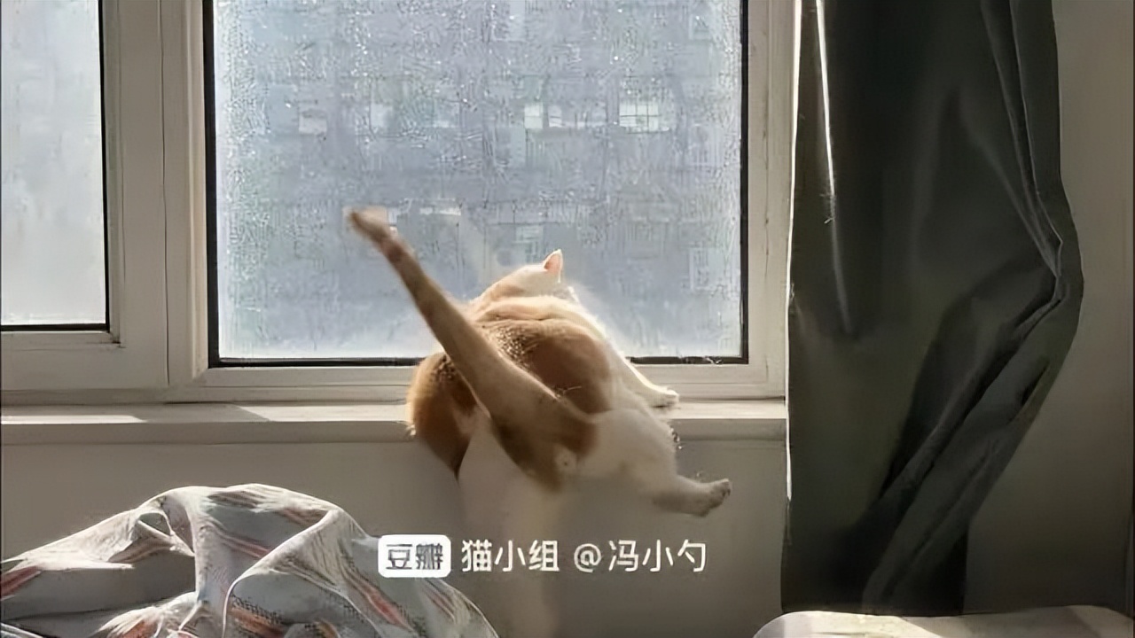 两只猫打架喵星人殊死搏斗满嘴毛,两只猫打架互拔胡子