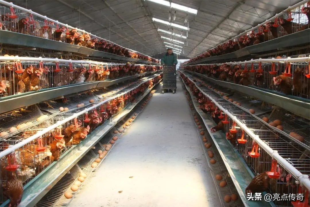 吉蛋公主：一文讲清楚鸡常见10种疾病的诊断和治疗，建议收藏