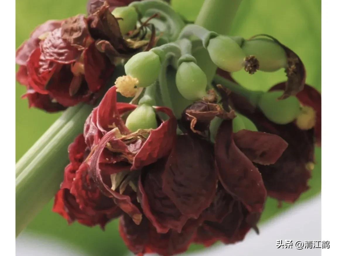 人称“江边一碗水”，荒野3月开紫花，细读栽培“5措施”秒懂种植