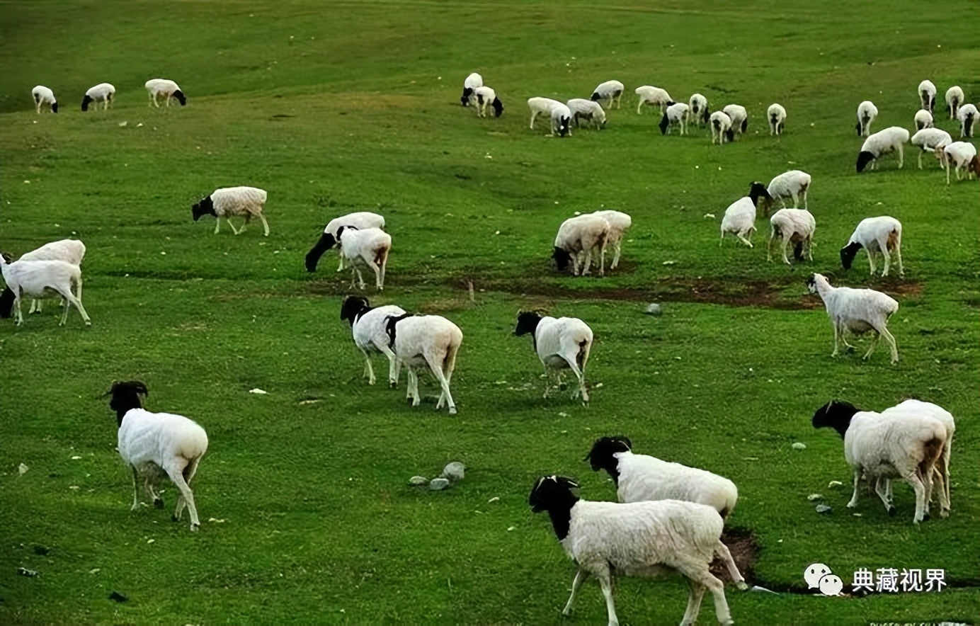 巴音布鲁克的草原图 (巴音布鲁克的金色草原)