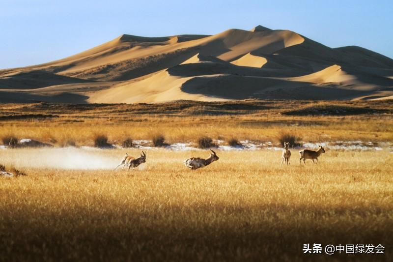 赵久莲：青海湖畔的中华对角羚