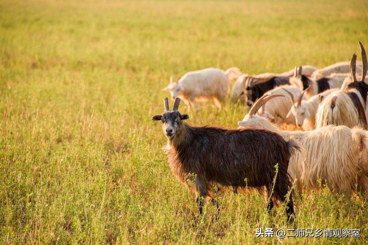 陕西畜牧业养殖补贴政策,畜牧业养殖补贴需要什么部门负责