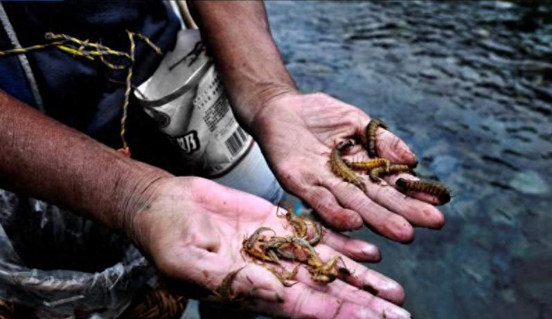 蛊究竟是什么意思,古代养蛊是什么罪