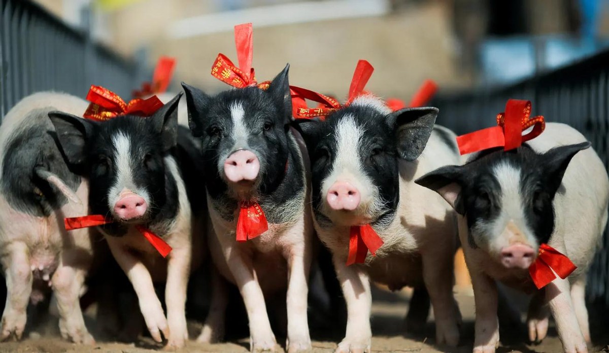 黑猪肉产地哪里最好,全球公认最好吃的猪肉排名