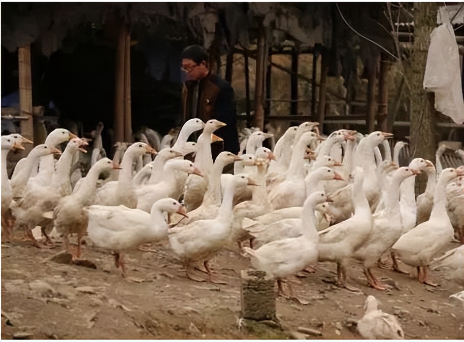 小鹅痛风是怎样的,小鹅痛风症状治疗