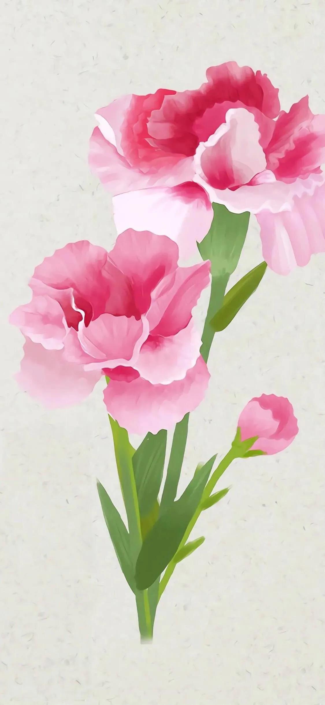 康乃馨花束壁纸,康乃馨壁纸手机超清全面屏