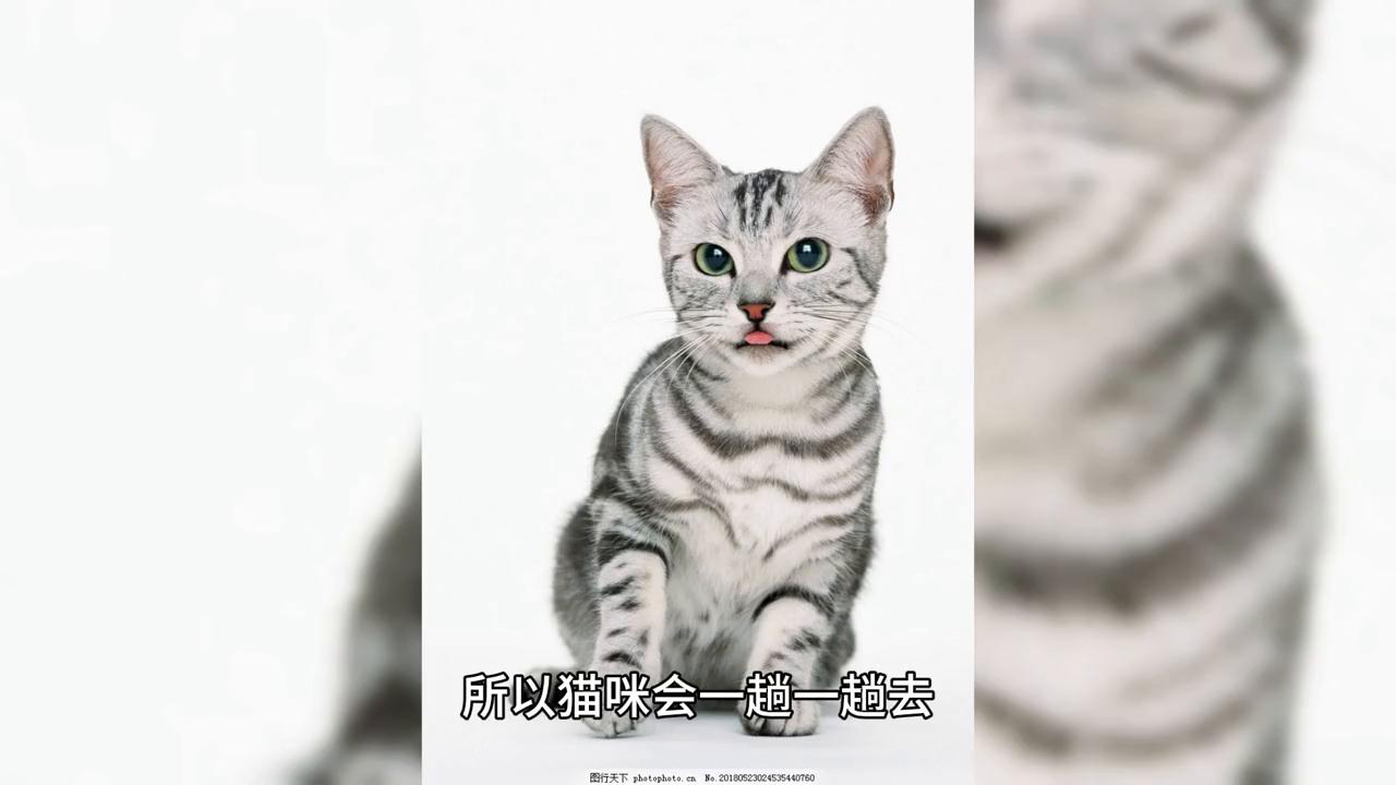 猫咪尿频和尿闭的区别,怎么区分猫咪尿闭还是尿结石