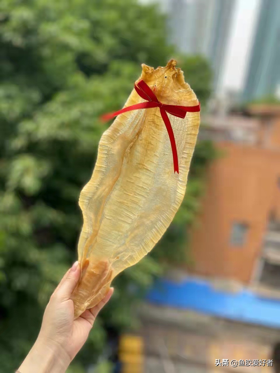 最全鱼胶品种大全,目前最好的鱼胶品种