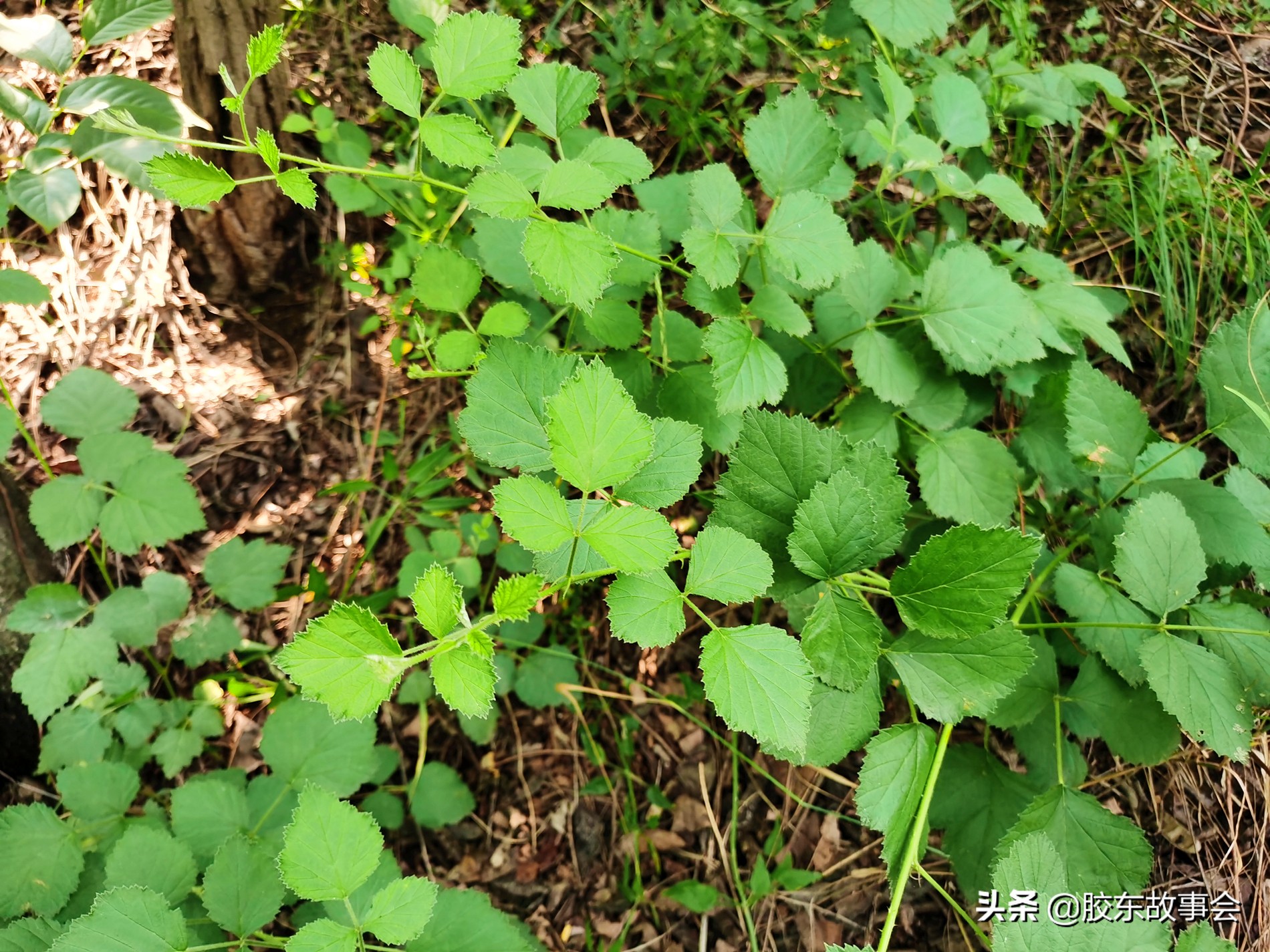 烟台南大街小璜山,烟台小璜山
