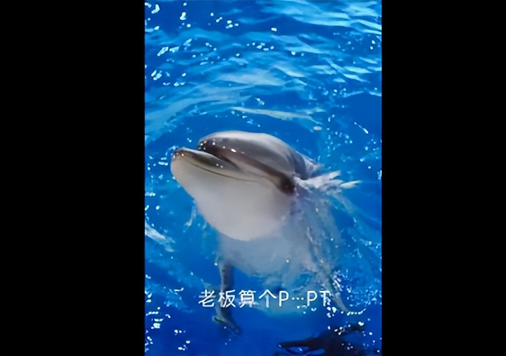 膜法世家海豚,膜法世家海豚皮面膜广告谁想的