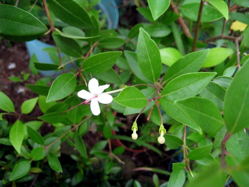 迪拜适合养什么植物,迪拜常见花草