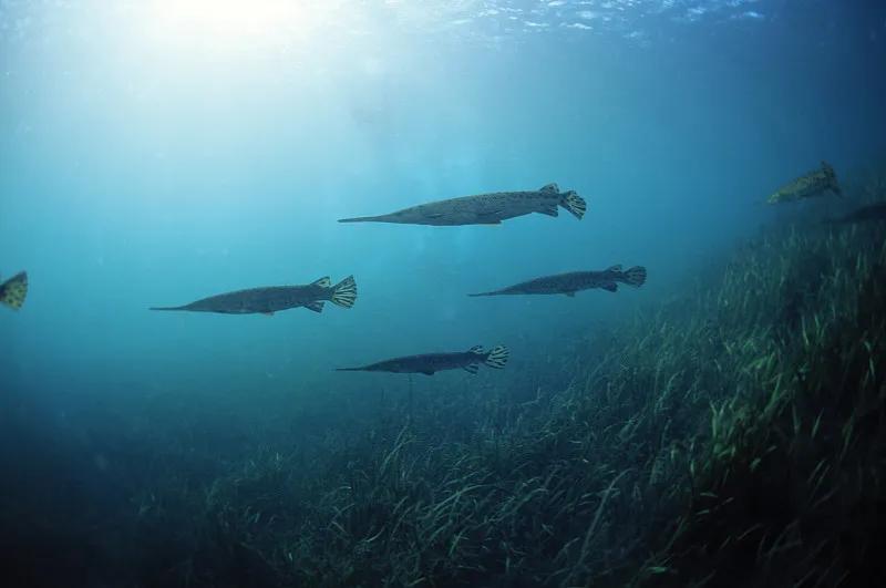 最好养的观赏鱼冷水鱼有哪些中型,冷水鱼有哪些观赏鱼比较好看