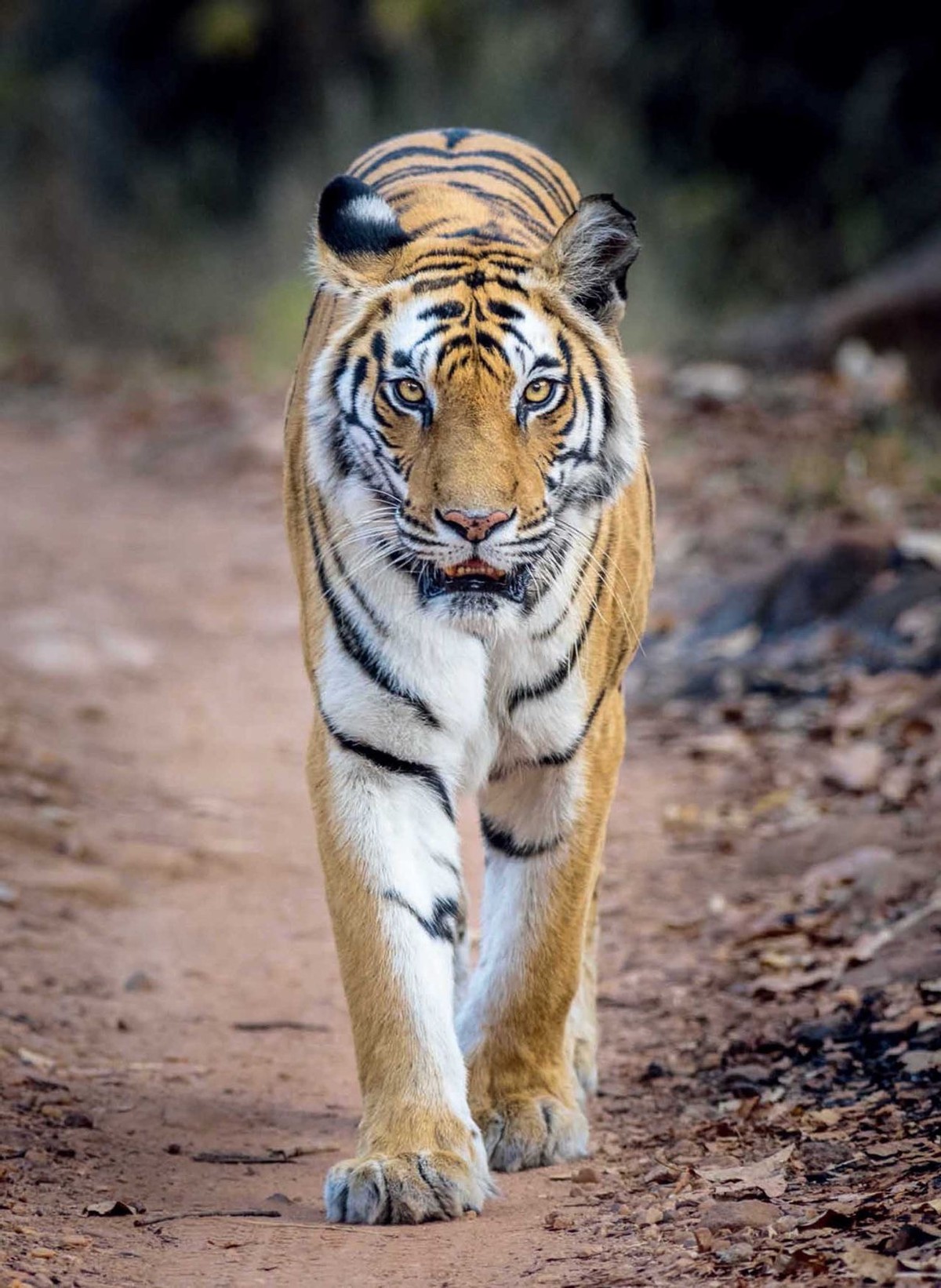 猫科战斗力分析,猫科打不过熊科