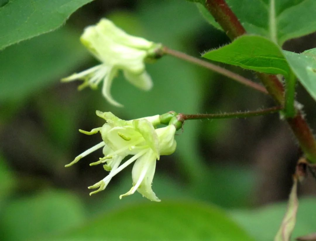 四明山华顶杜鹃,浙东华顶杜鹃群落