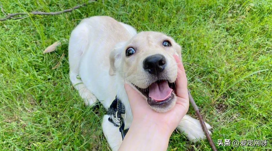 拉布拉多犬怎么养怎么训练,拉布拉多狗属于什么型犬