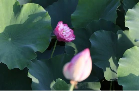 阜阳攻略夏天景点推荐,阜阳夏天游玩攻略路线