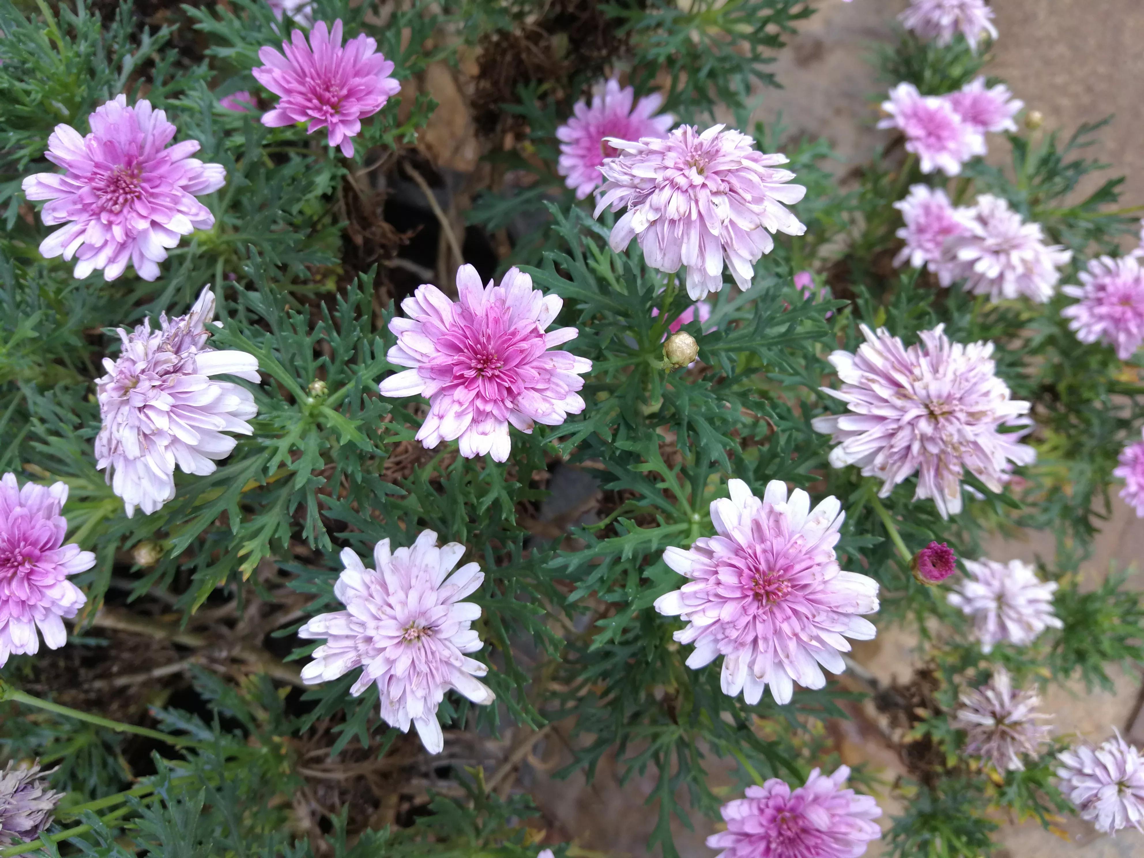 母亲节在朋友圈等社交空间尽孝,母亲节在朋友圈晒孝顺