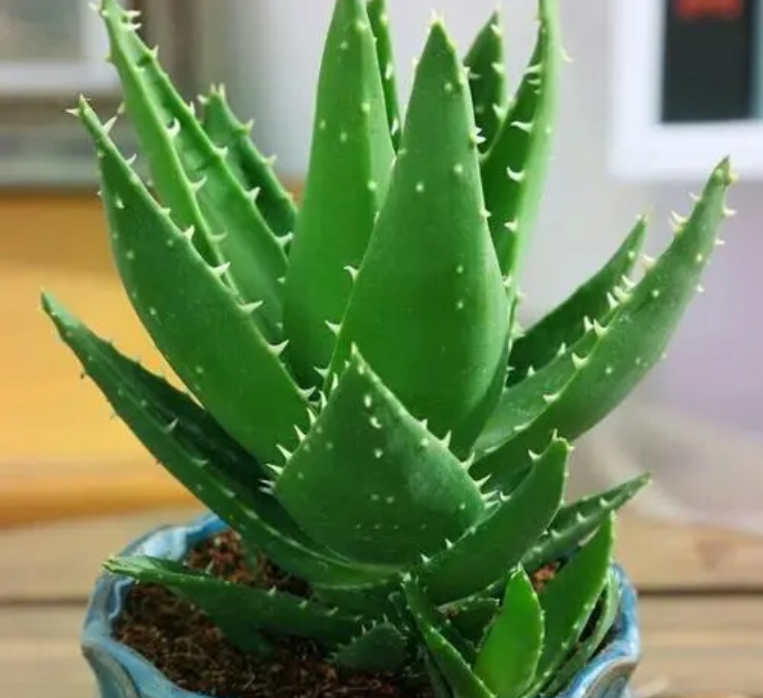 家里什么花不能养释放毒气,自带财气的8种花客厅养