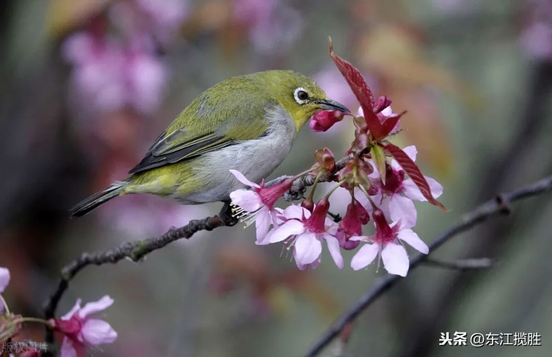 50张最佳鸟类摄影作品,鸟儿大全大图