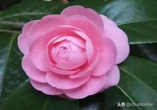 山茶花纯音乐,山茶花