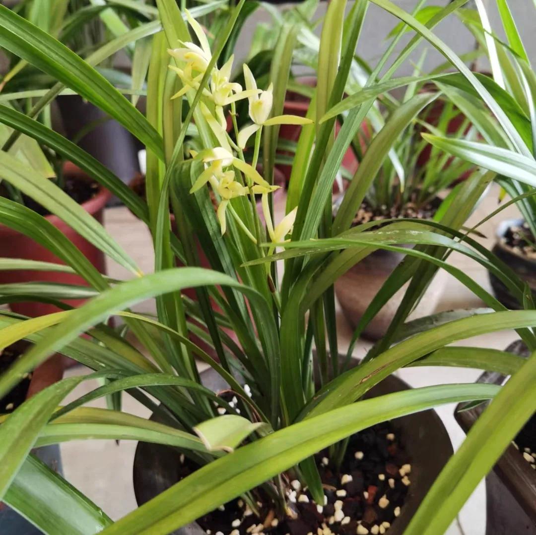 花盆里面撒几十粒复合肥可以吗,盆里扔两样东西养花十年不烂根