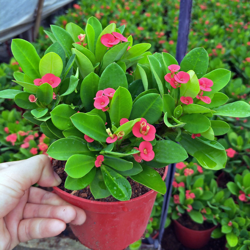 家庭客厅养什么花好看又旺财,客厅最吉祥的三种花