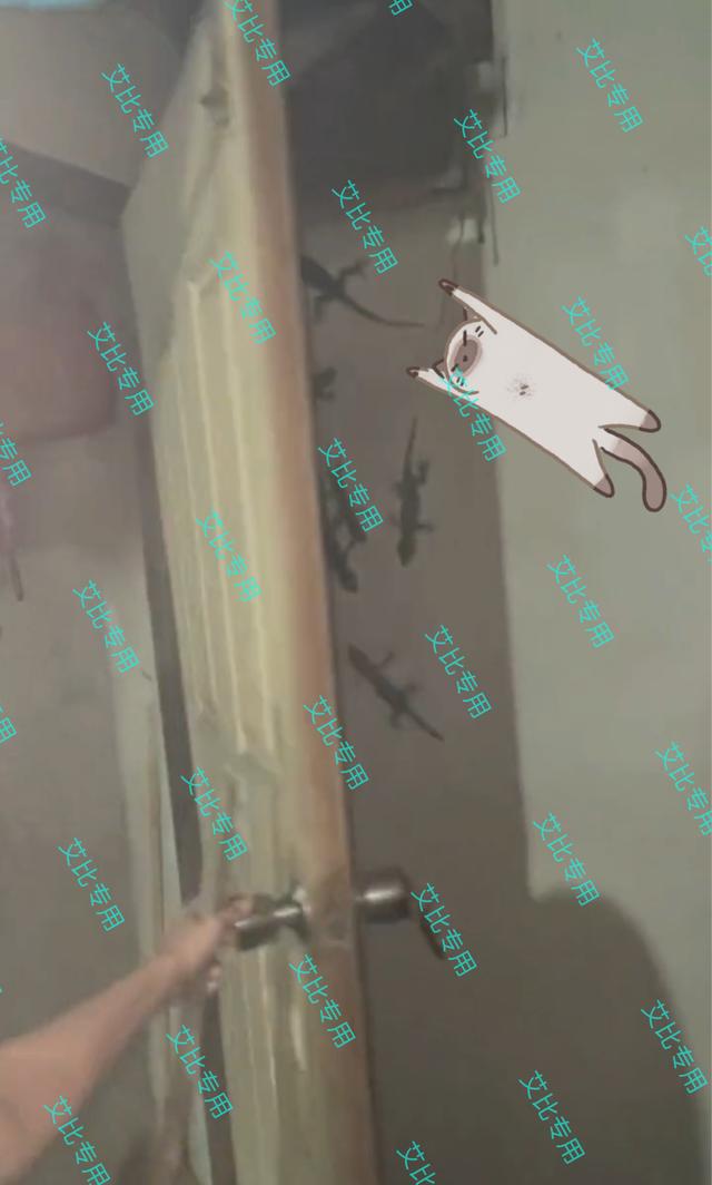 江苏一女子开门门后全是壁虎,一女子打开门发现一窝壁虎