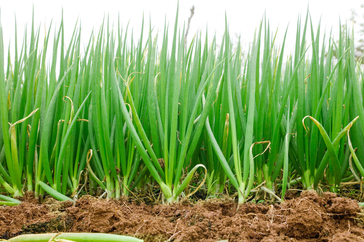 农业大葱种植,大葱种植致富项目