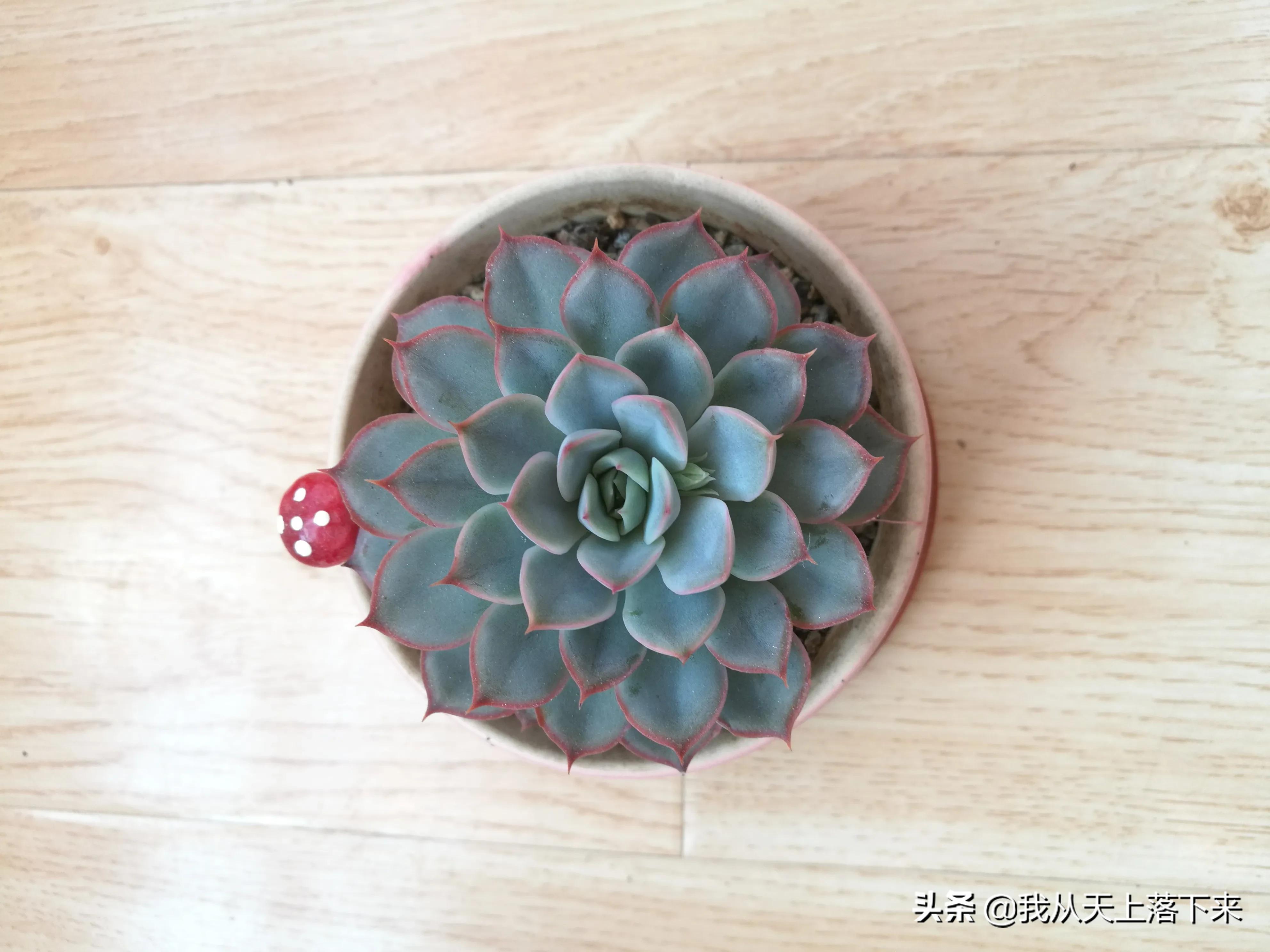 多肉品种及图片大全欣赏,多肉品种辨别图片大全欣赏