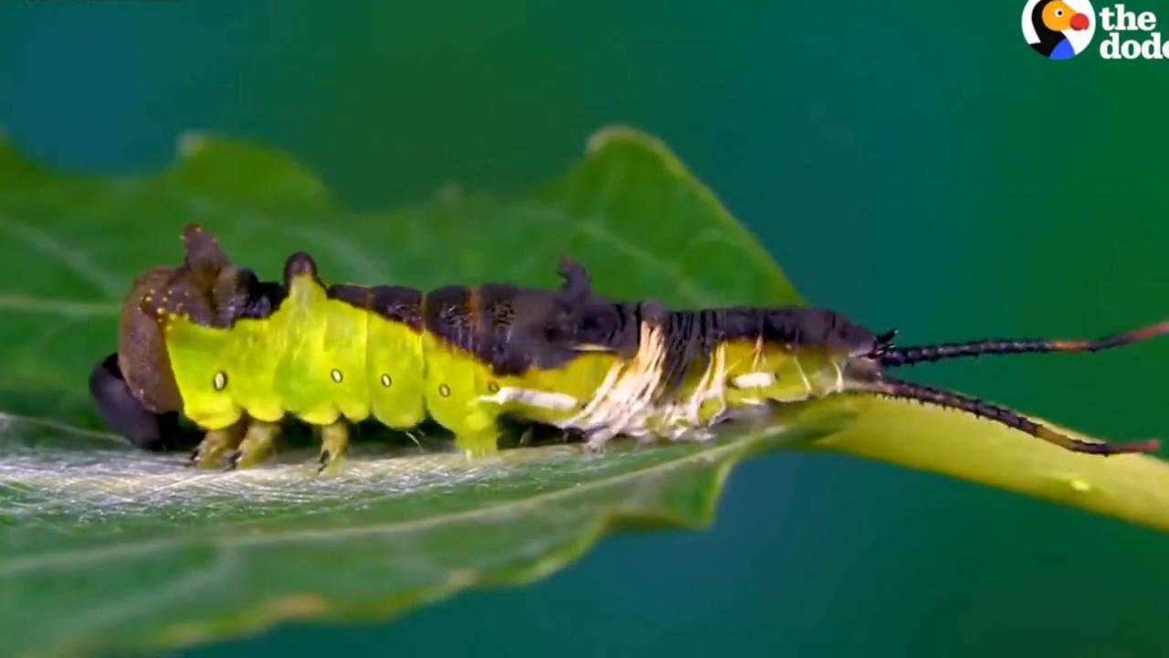 蛾的幼虫是什么样的,那些美丽的蛾类昆虫