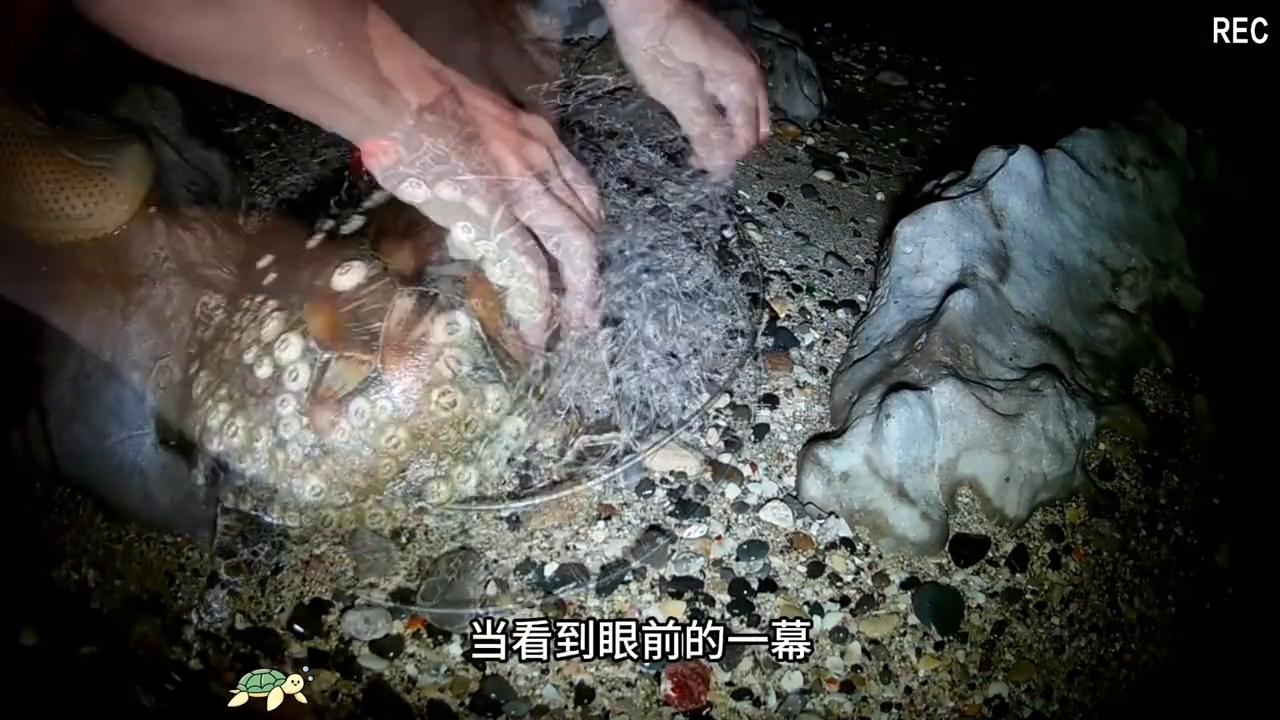 可怜的小海龟被藤壶折磨,海洋救助给海龟去除藤壶
