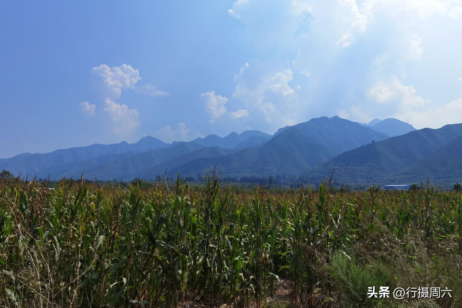 养鸡小两口,养1000只跑山鸡一年赚多少