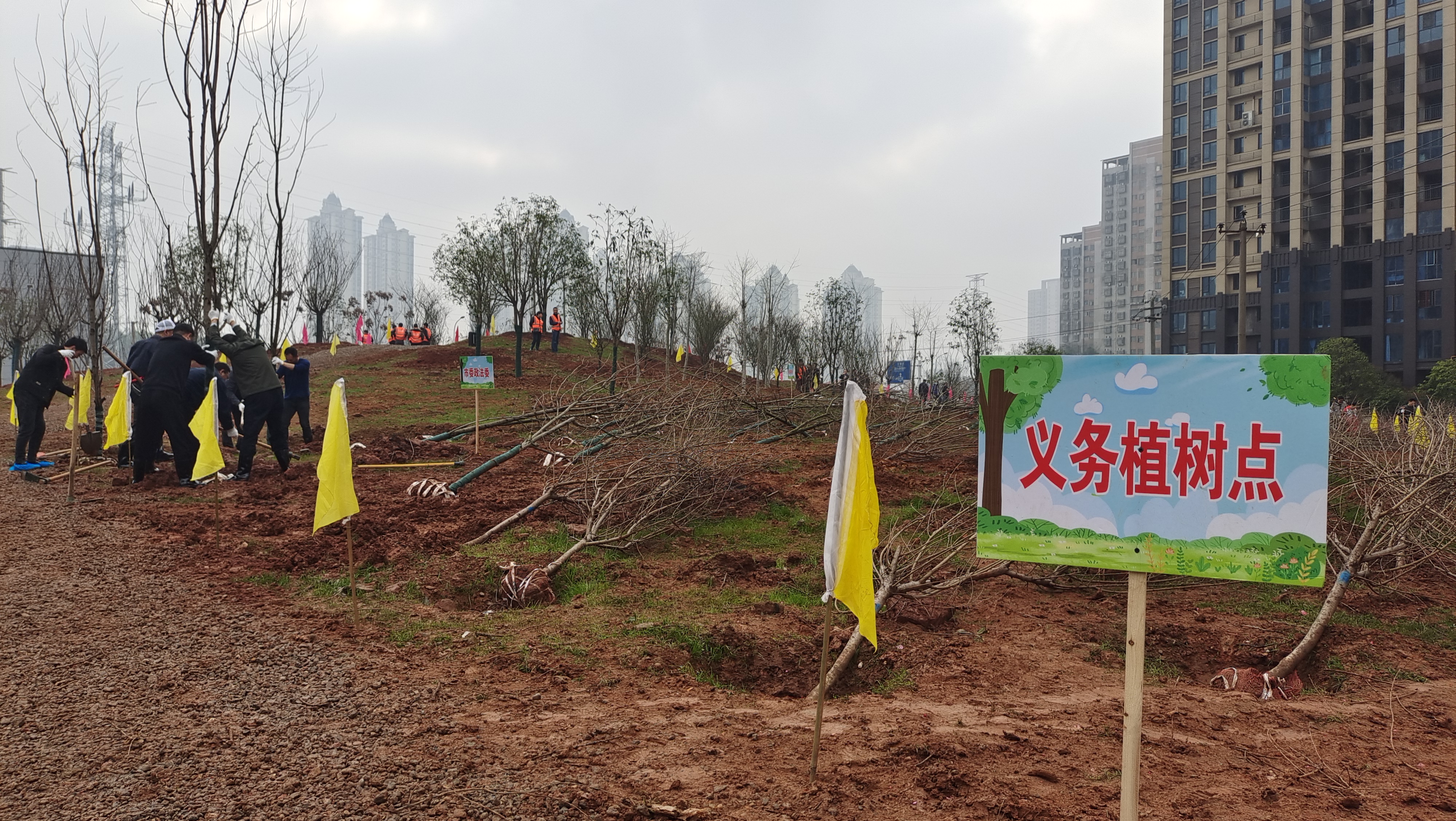 株洲冬青树苗,湖南株洲树苗