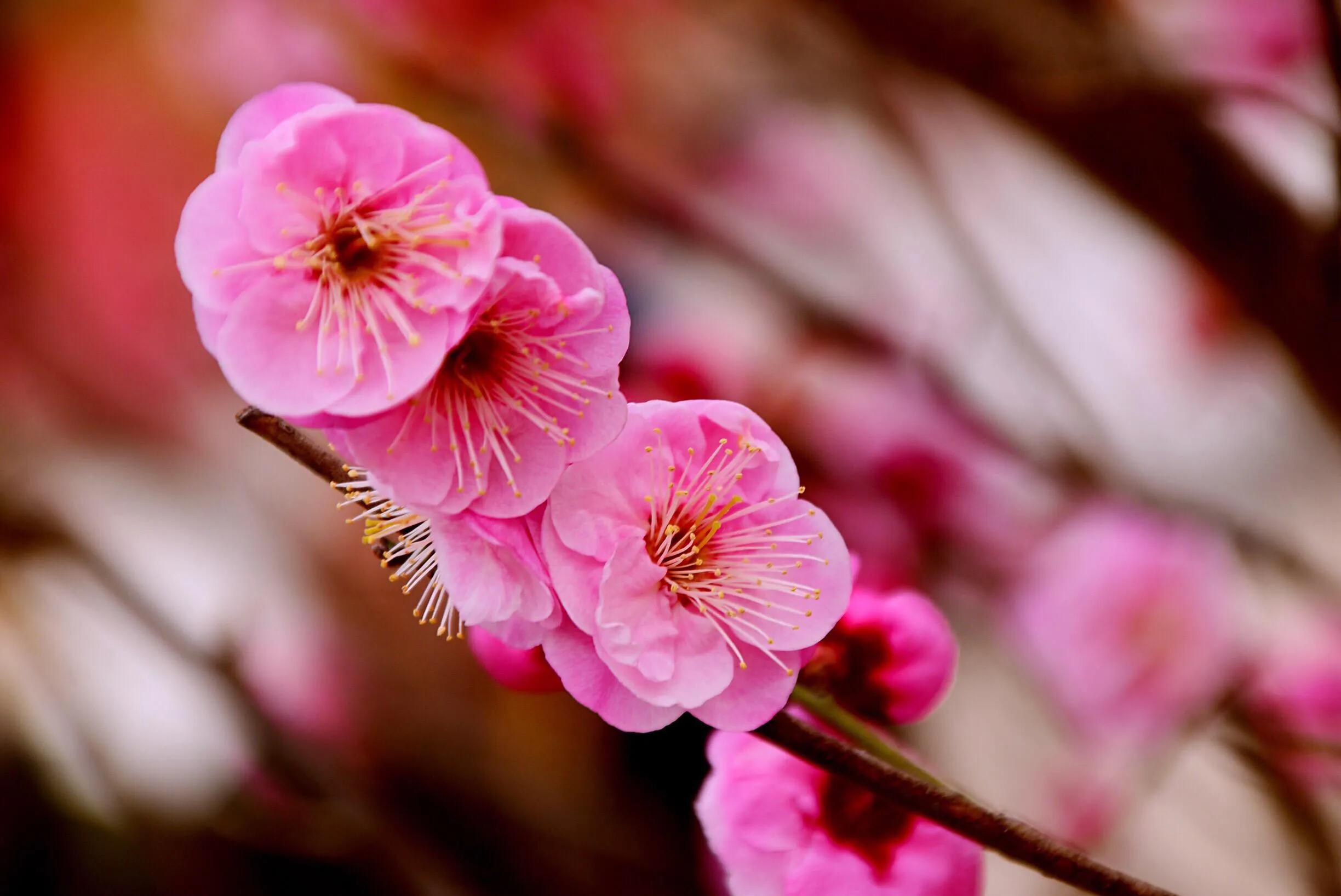 花卉摄影秋日的浪漫,花卉摄影春暖梅花开