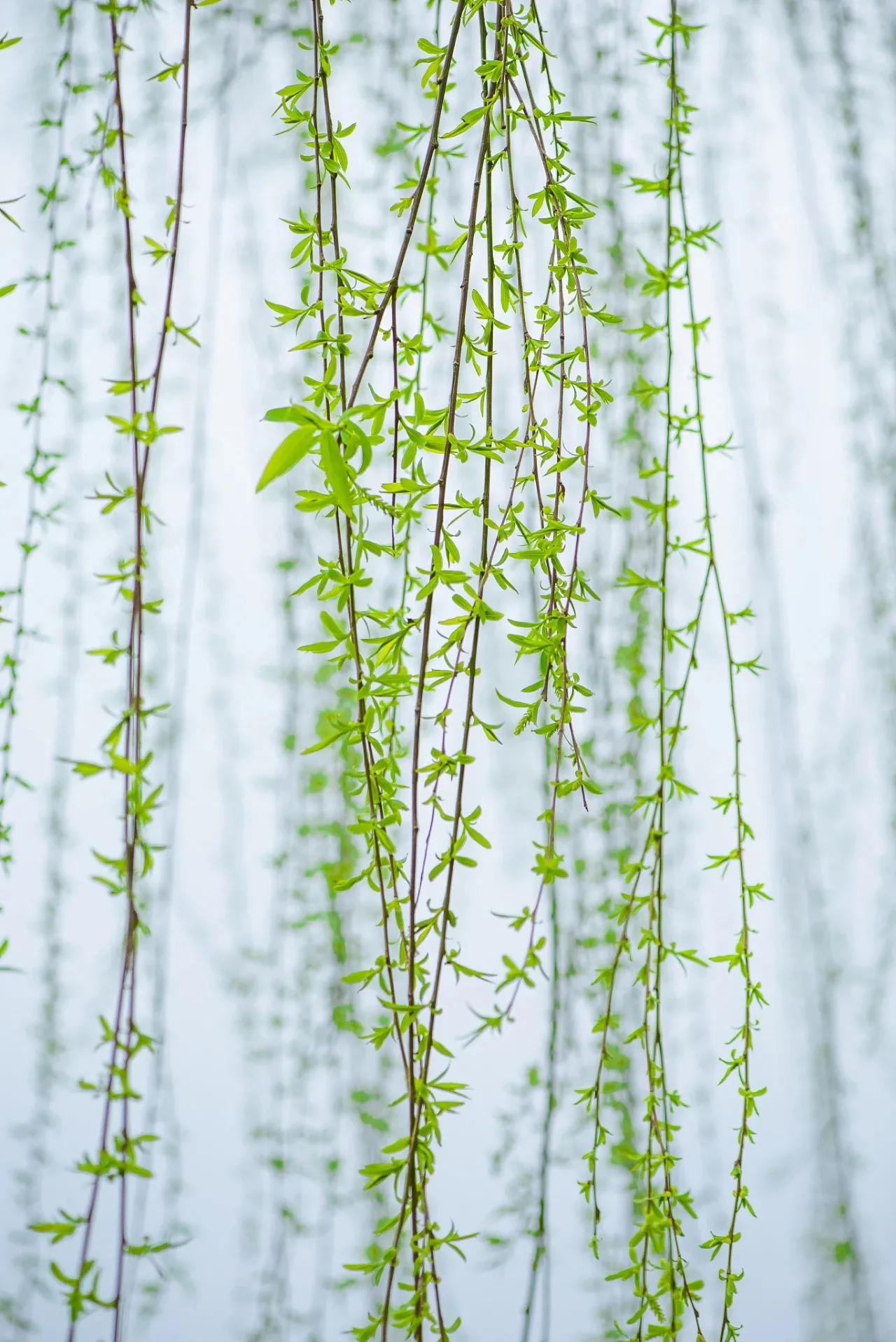 愿这个春天让你快乐满满,愿你这个秋冬温暖又漂亮