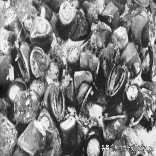 23张活久见的老照片让人大开眼界,十五张罕见照片神奇而有趣的世界