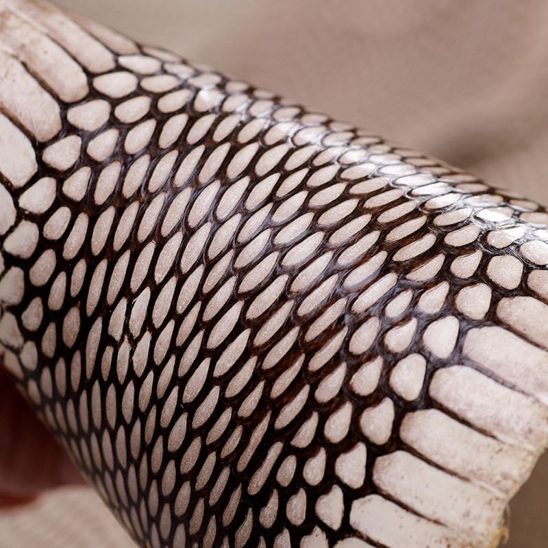 私自养野生蛇,农户私放1000条眼镜蛇