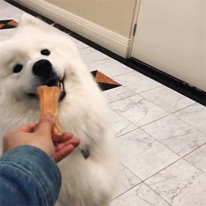 哪几种狗最温顺不爱咬人,性格最温顺不咬人的狗是怎么回事