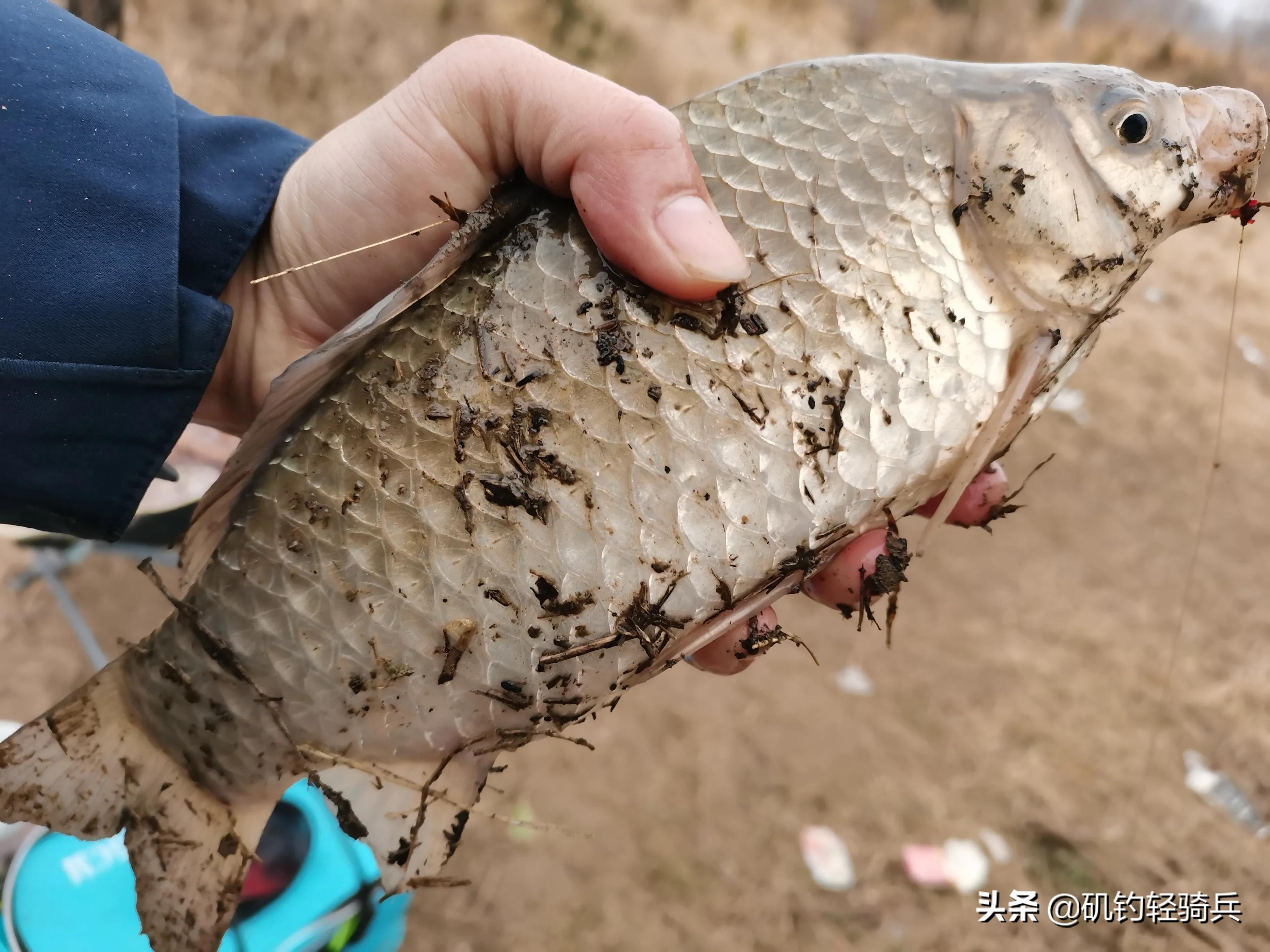 为何冬季钓打板鲫用的钩越大越好,冬季排钩大鲫