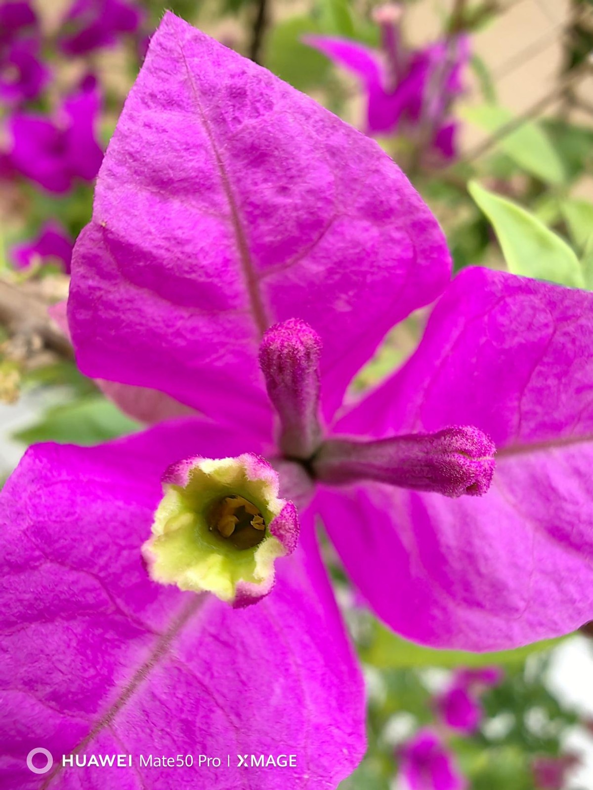 华为mate50pro霞光真实体验评测,华为mate50pro专业评测最新