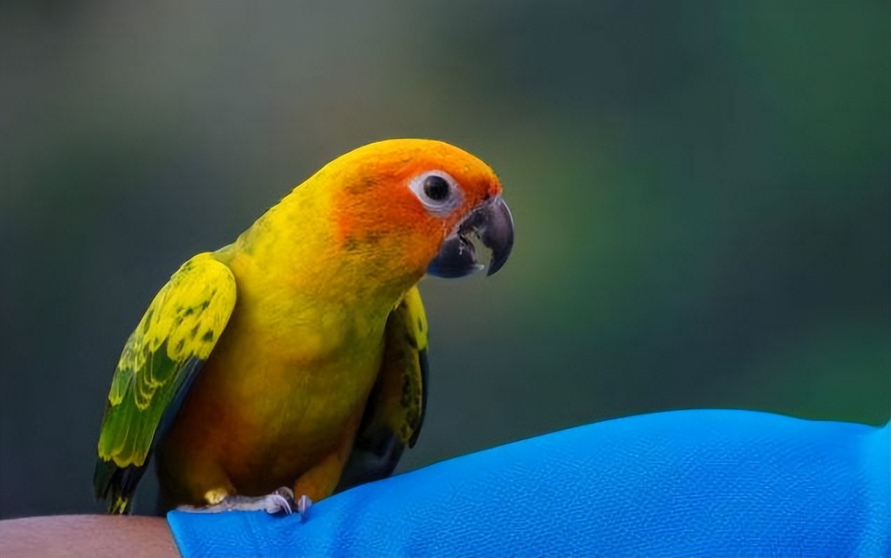 新手养鹦鹉基本常识,新手养鹦鹉的知识讲解